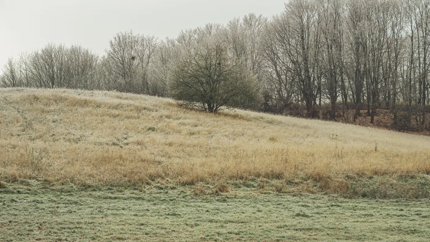 Frost-covered field with scattered bare trees under a flat grey winter sky.